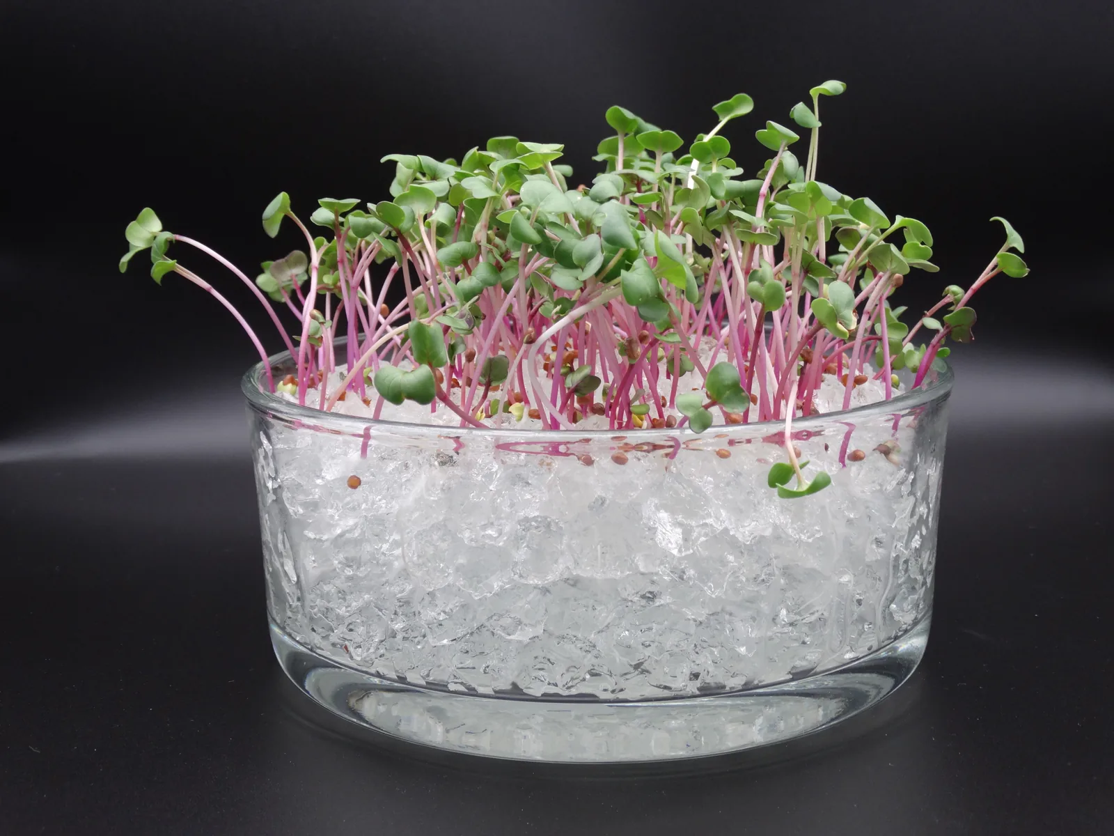 Germination en surface dans des cristaux Cristal Deco transparents
