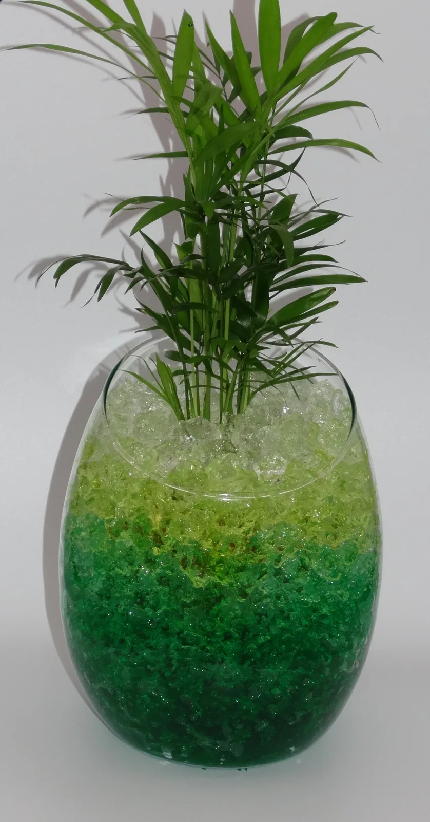 Plante installée dans des cristaux Cristal Deco colorés en dégradé vert