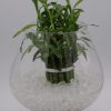 Plant decorations