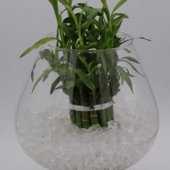 Plant decorations